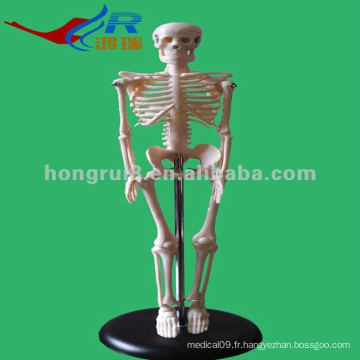 ISO Mini Skeleton, modèle squelettique anatomique humain, squelette souple